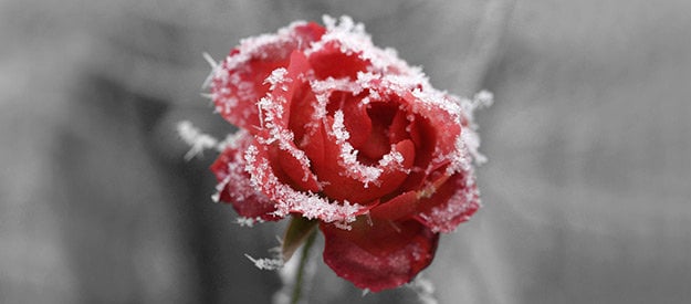 The Charm of Rosy Anti-Aging Skin Moisturisers