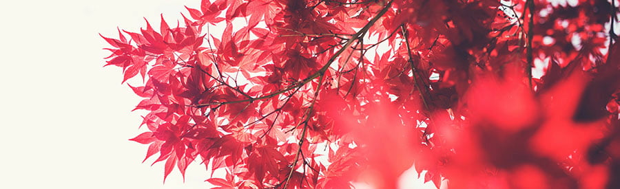 Natural Cosmetics by TIAMA