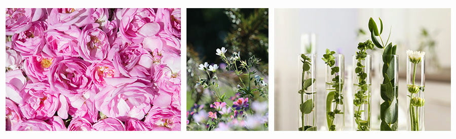 Pranarôm Aromatherapy & Accessories Pranarôm Aromatherapy & Accessories