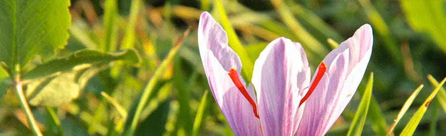 dieNikolai Organic Cosmetics dieNikolai Organic Cosmetics