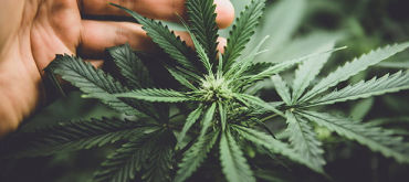 Hemp: The Versatile Plant 