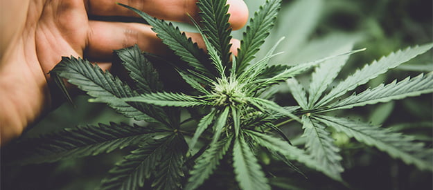 Hemp: The Versatile Plant 